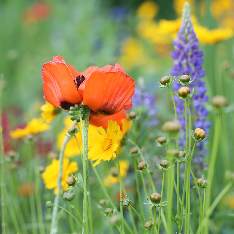 Southeast Wildflower Seed Mix