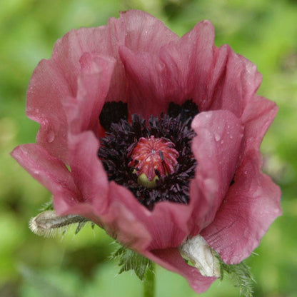 Patty's Plum Oriental Poppy