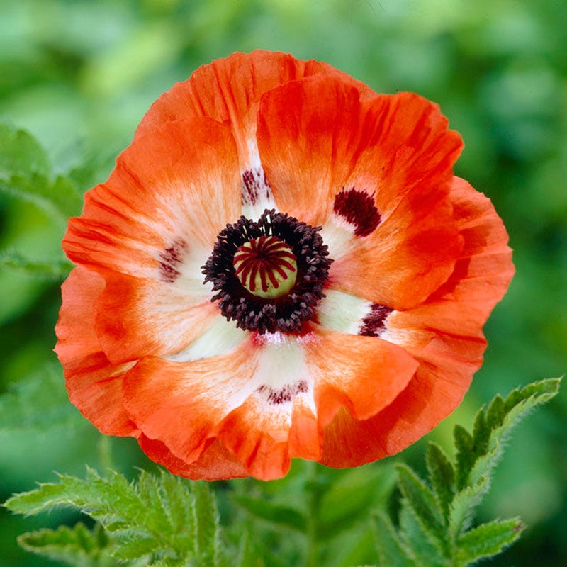 Pinnacle Oriental Poppy