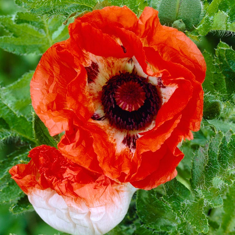 potted poppy plants for sale Pinnacle Oriental Poppy, Papaver orientale