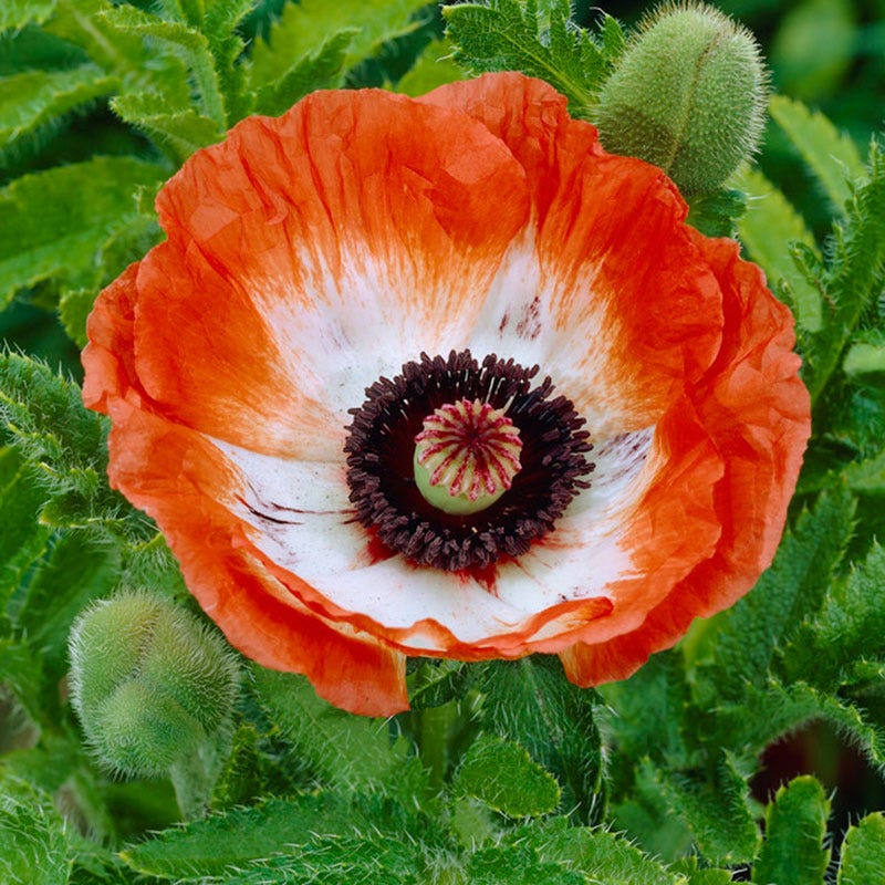 Pinnacle Oriental Poppy