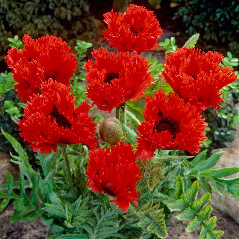 Turkenlouis Oriental Poppy