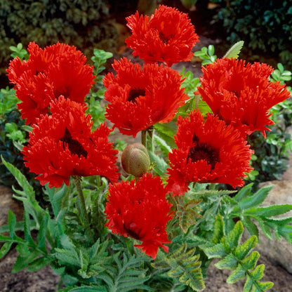 Turkenlouis Oriental Poppy