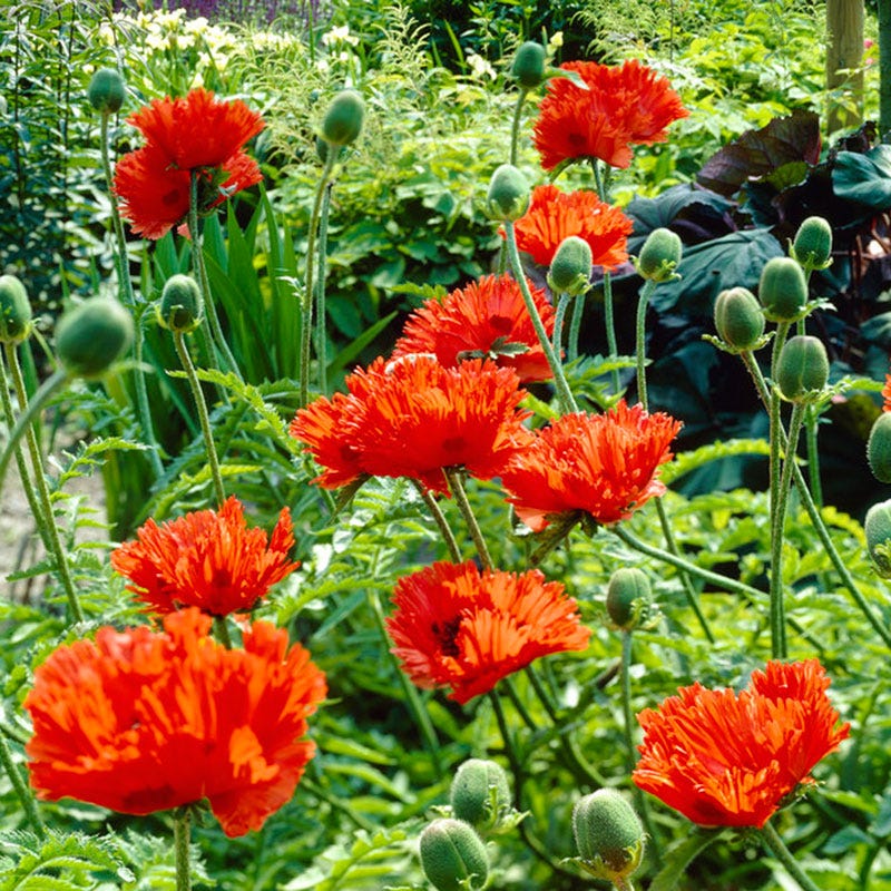 Turkenlouis Oriental Poppy