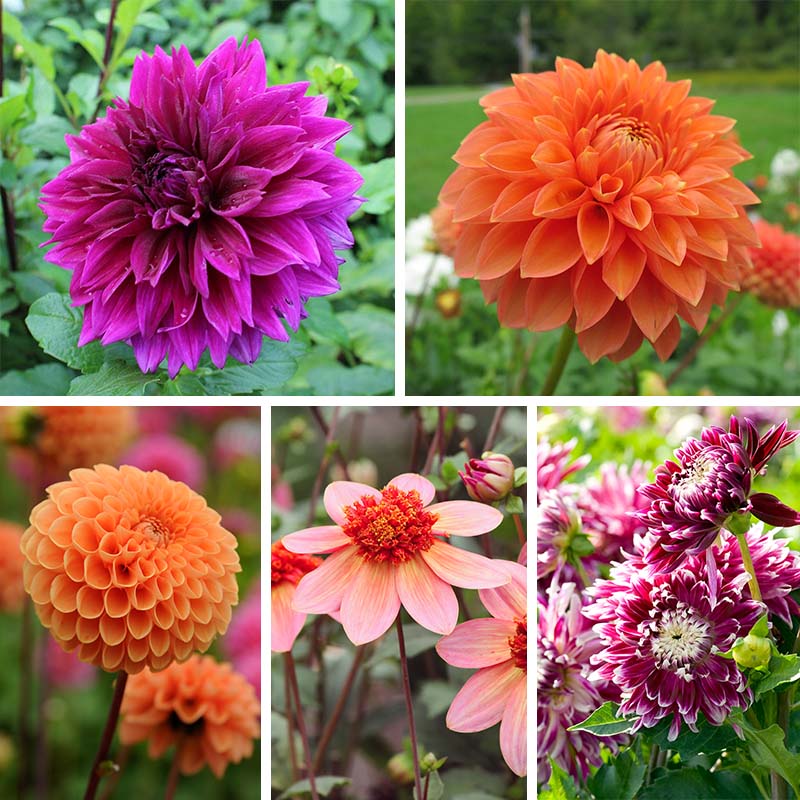 Popsicle Dahlia Collection