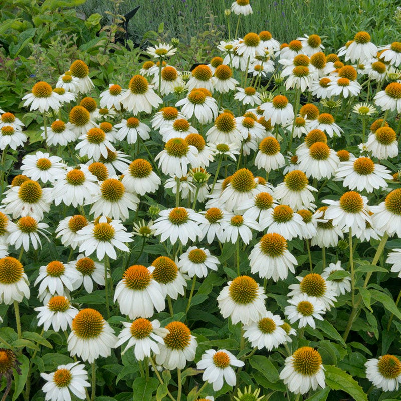 PowWow® White Echinacea
