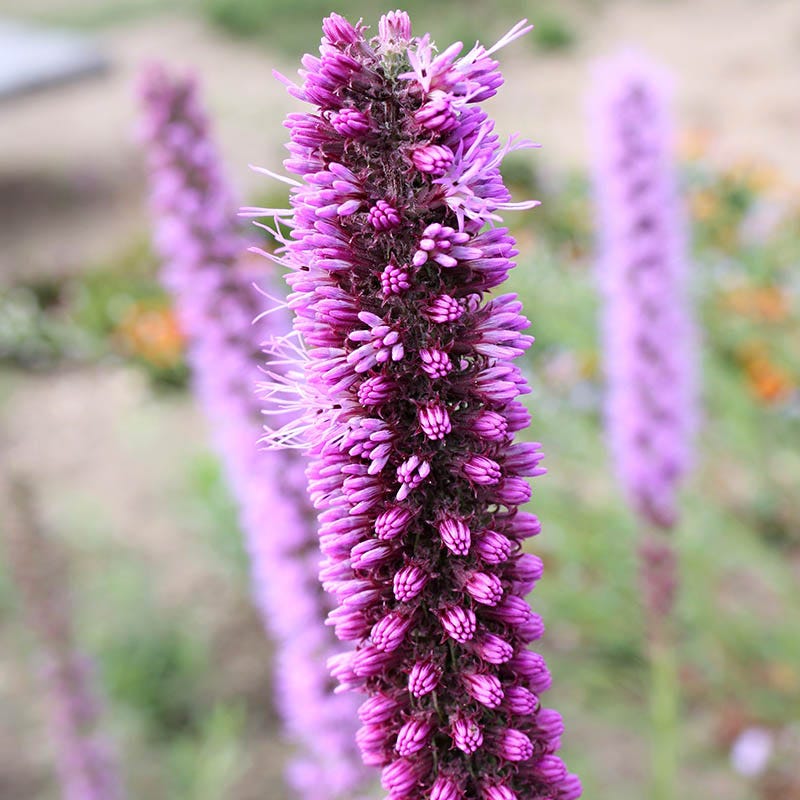 Prairie Blazing Star
