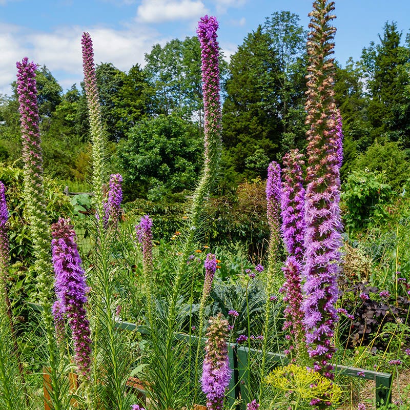 Prairie Blazing Star