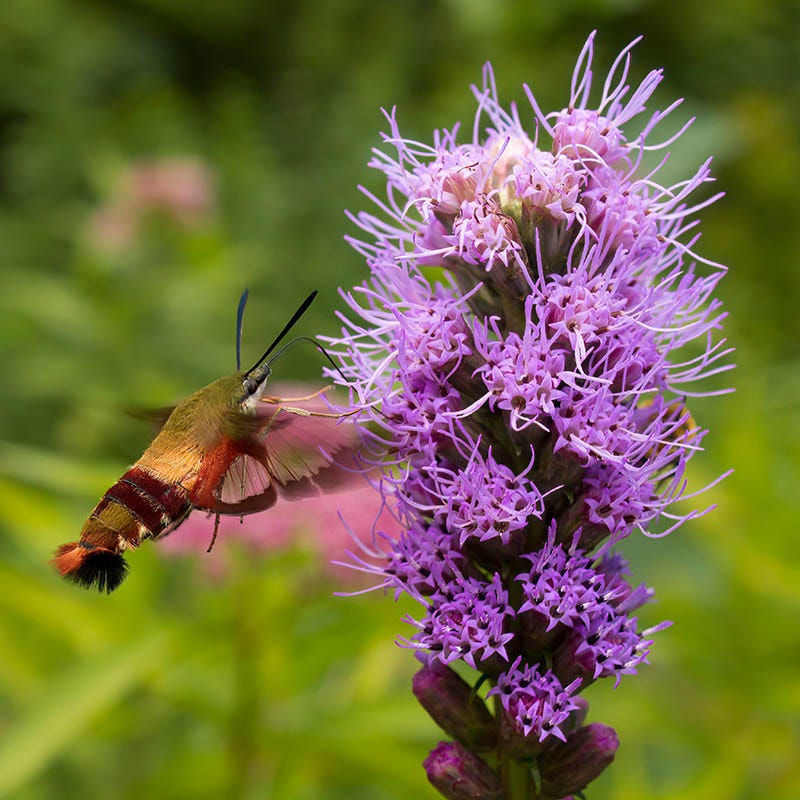 Prairie Blazing Star