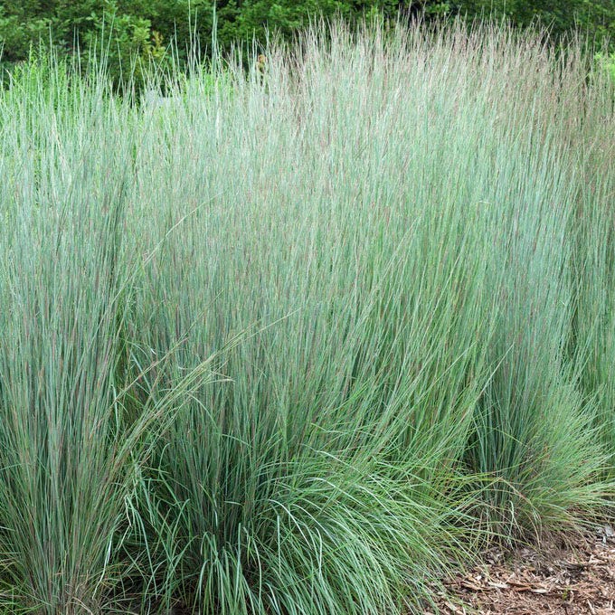 Easy Care Pre-Planned Garden