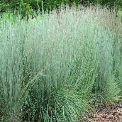 Easy Care Pre-Planned Garden