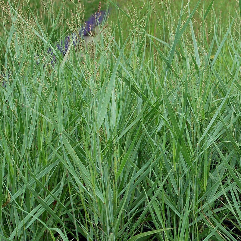Prairie Dog Switchgrass