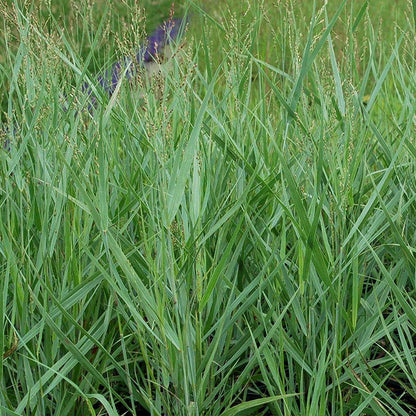 Prairie Dog Switchgrass