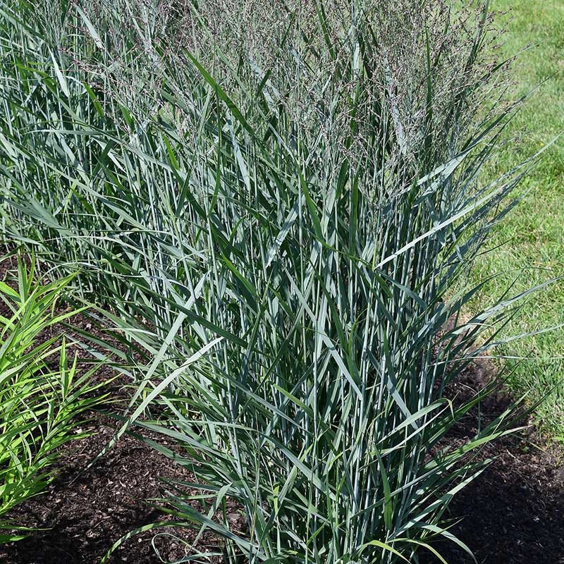 Prairie Dog Switchgrass