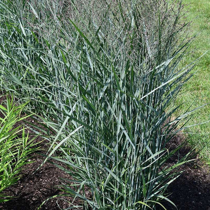 Prairie Dog Switchgrass