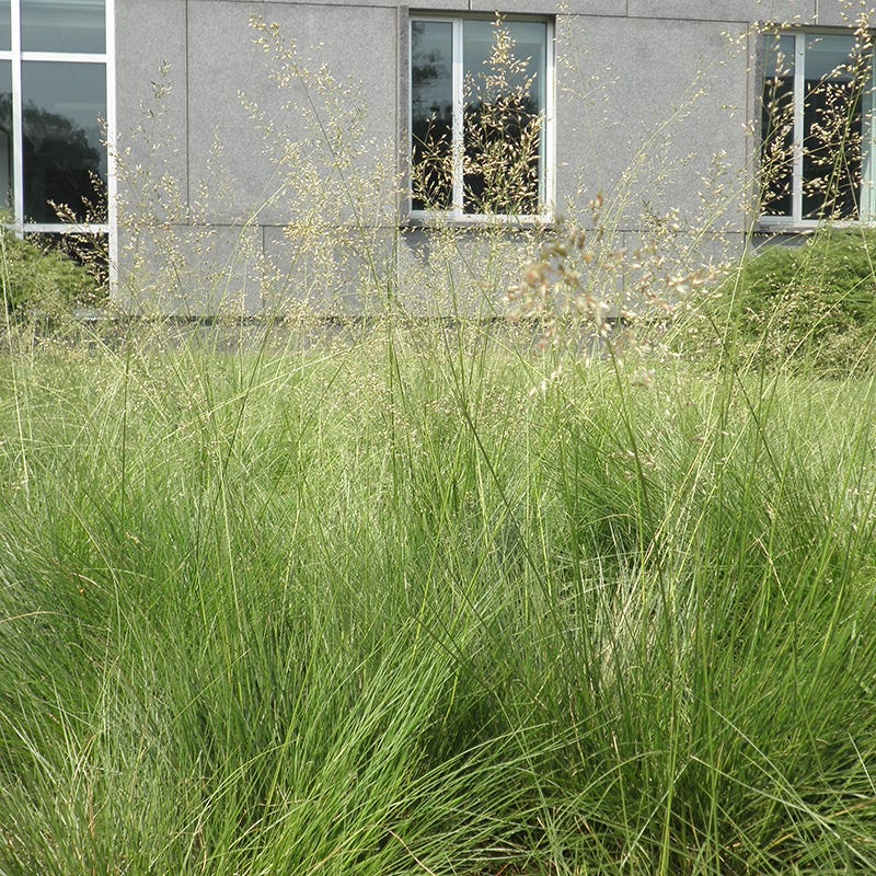 Prairie Dropseed Grass