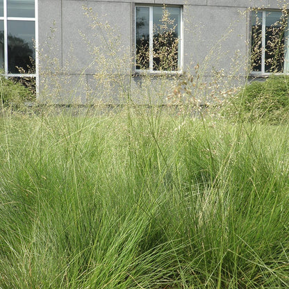 Prairie Dropseed Grass
