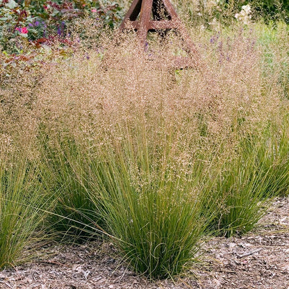 Prairie Dropseed Grass