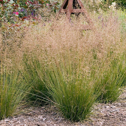 No Nibble Deer Resistant Pre-Planned Garden