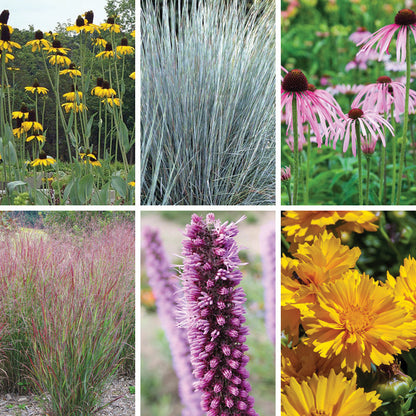 Prairie Habitat Native Plant Collection