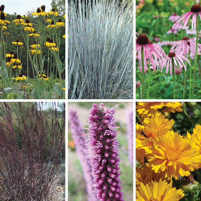Prairie Habitat Native Plant Collection