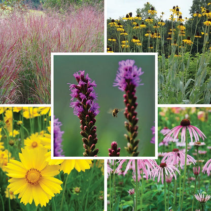 Prairie Habitat Native Plant Collection