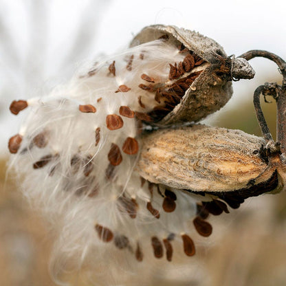 Prairie Milkweed