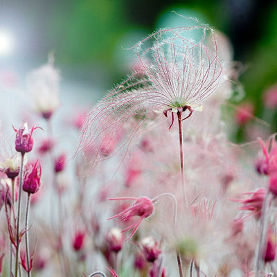 Prairie Smoke|Prairie Smoke, close up of bloom