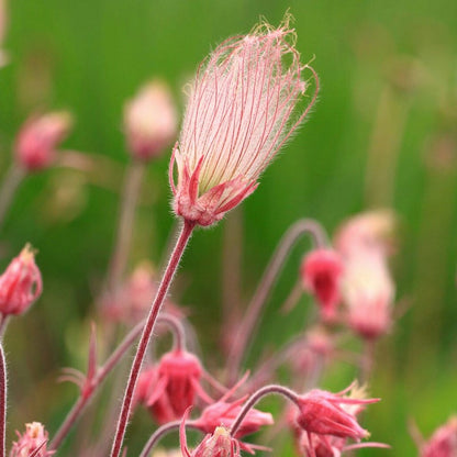 Prairie Smoke Seeds