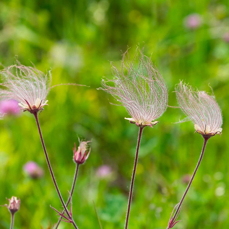 prairie smoke flower seeds for sale Prairie Smoke Seed Packet, Geum triflorum
