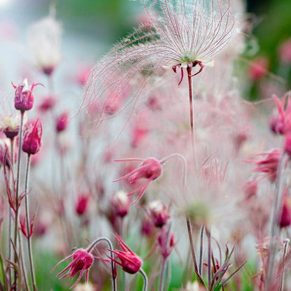 Prairie Smoke Seeds