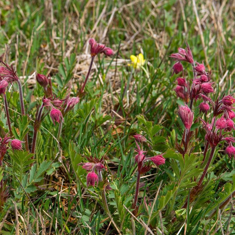 prairie smoke flower seeds for sale Prairie Smoke Seed Packet, Geum triflorum