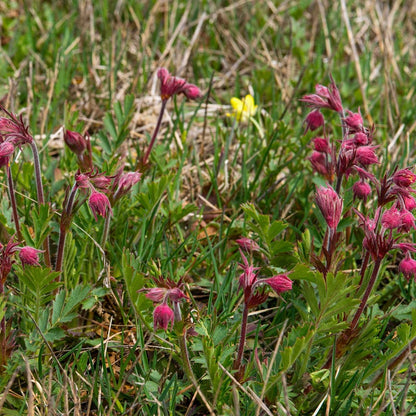 Prairie Smoke Seeds