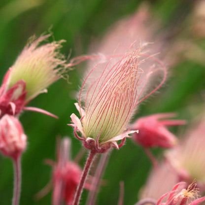 prairie smoke flower seeds for sale Prairie Smoke Seed Packet, Geum triflorum