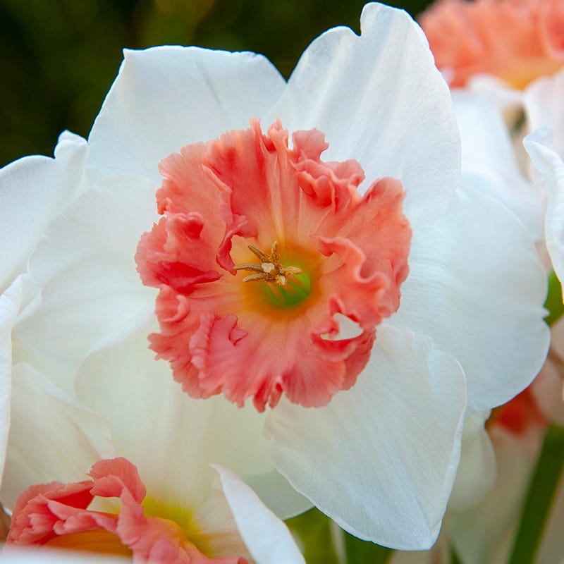 Strawberries & Cream Daffodil Collection