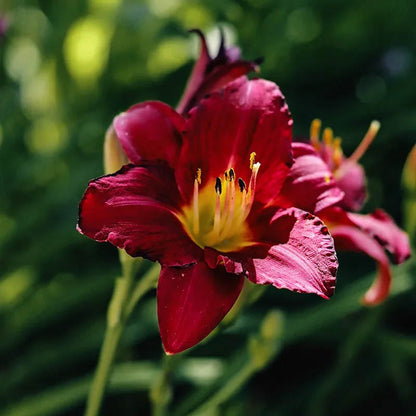 Reblooming Daylily Collection
