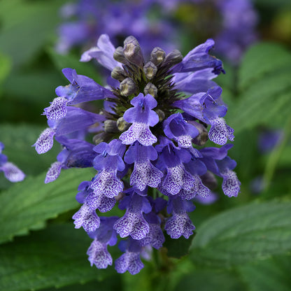 Prelude™ Blue Japanese Nepeta