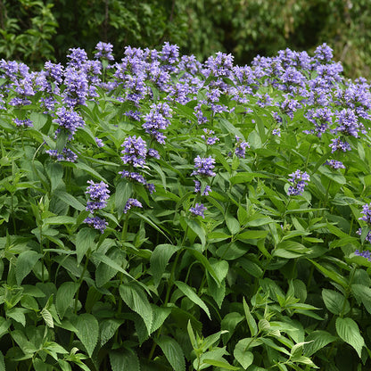 Prelude™ Blue Japanese Nepeta