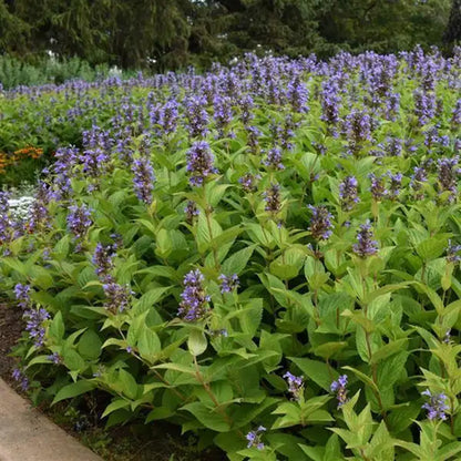 Prelude™ Blue Japanese Nepeta