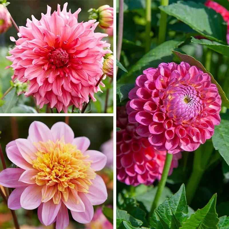 Pretty In Pink Dahlia Collection