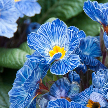 Blue Zebra® Primrose