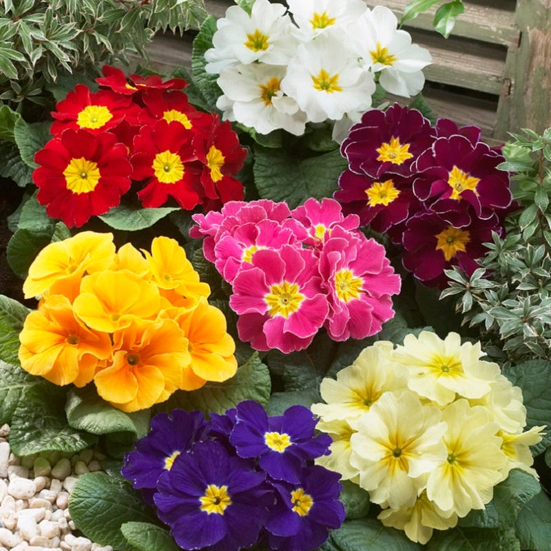 Hethor Giant Primrose Mix