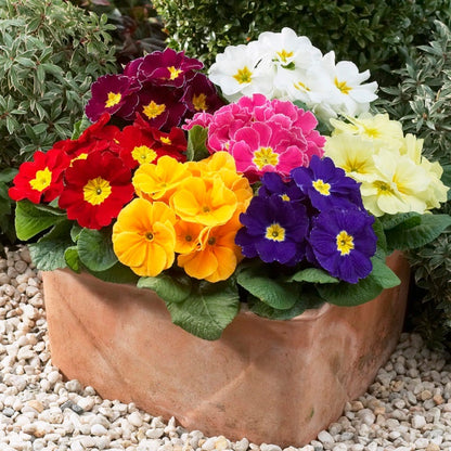 Hethor Giant Primrose Mix