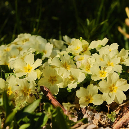 SuperNova Cream Primrose