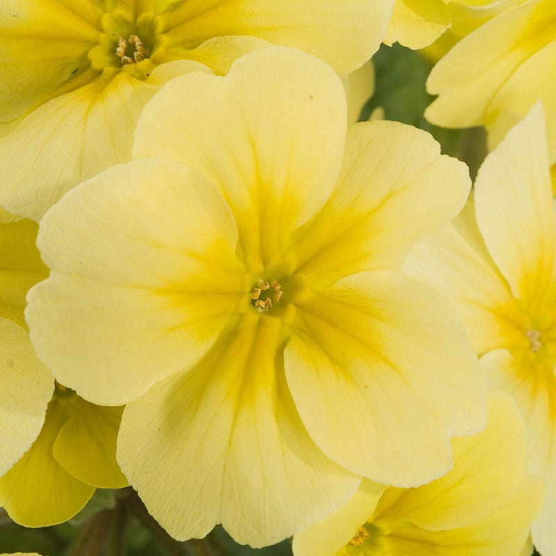 SuperNova Cream Primrose