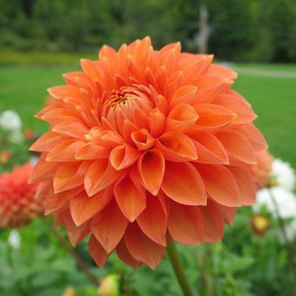 Sunshine Mixed Dahlia Collection