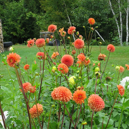 Rainbow Dahlia Collection