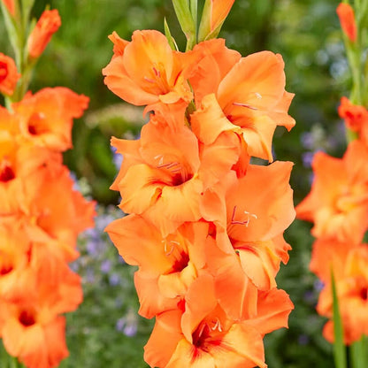 Summer Sorbet Gladiolus Collection