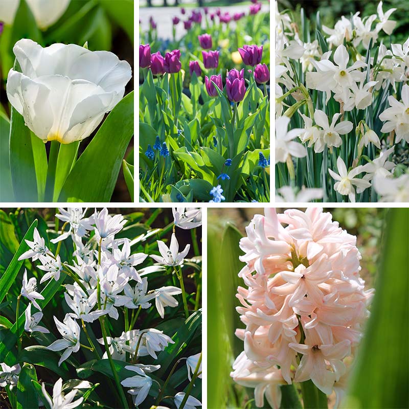 Princess Garden Bulb Collection