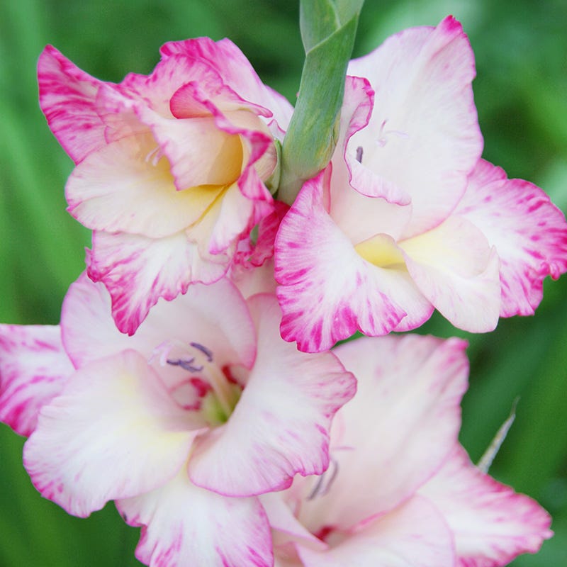 Priscilla Gladiolus